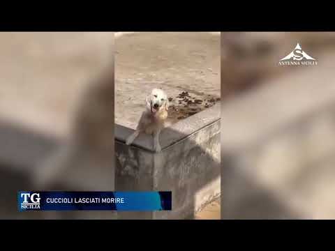 Video Cuccioli morti per il caldo a Sciacca: quattro vittime su una terrazza, proprietario denunciato...