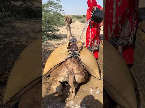 فتاة عطشى تجمع الماء في ملابسها وتضعها فوق جمل في الحر الشديد