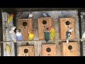 Birds farm visit in hyderabad  50 types  telugu  birds farming