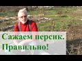 Персик.  Как сажать правильно