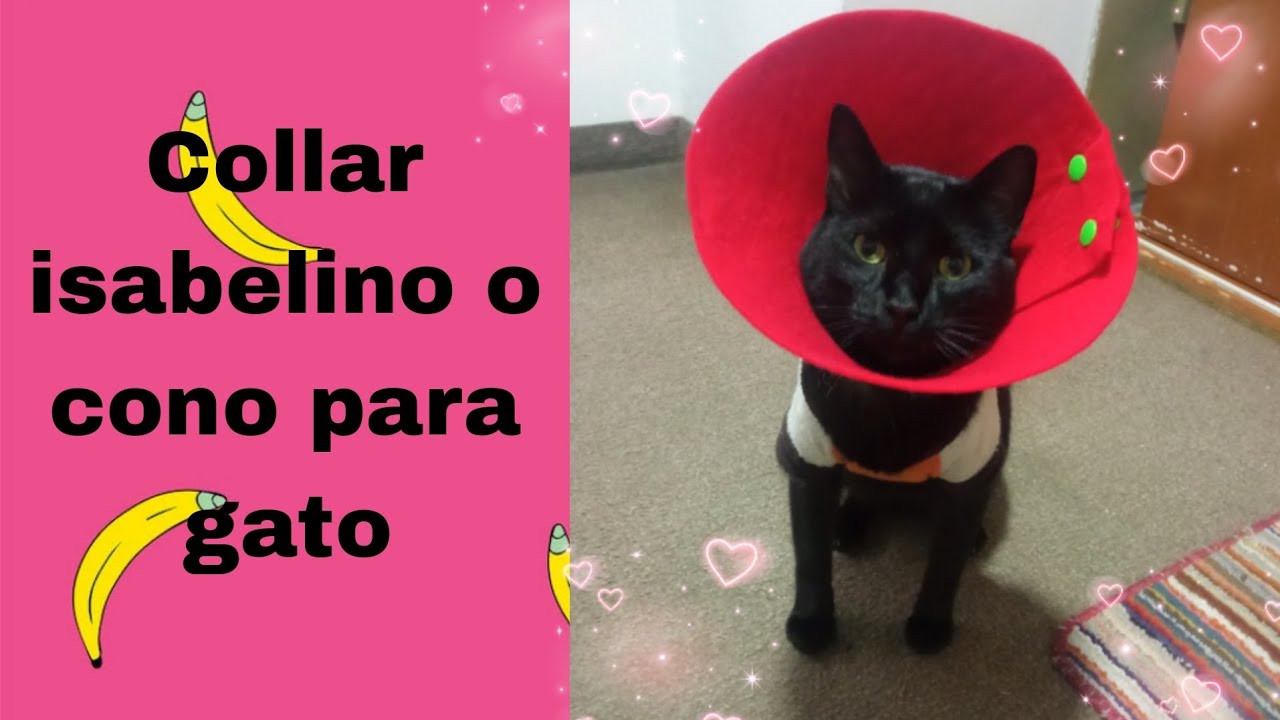 Como hacer un COLLAR ISABELINO para gato o perrito pequeño en 10 minutos con patrón 