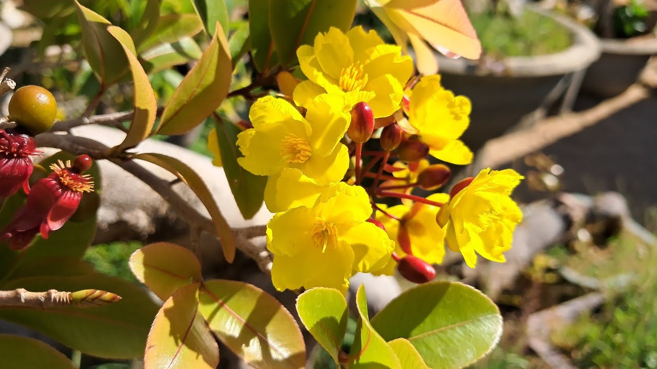 21 / 2 mời ae sưu tầm mai rừng búp đỏ bình thuận chốt ae nhé 