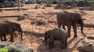 Chester Zoo Elephants Eating