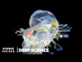 Award-Winning Footage Of The Microscopic World In 2020 | Deep Science