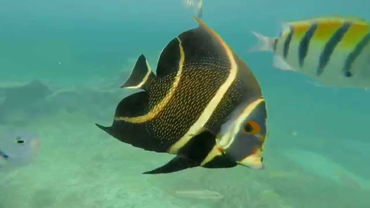 sea of green YouTube