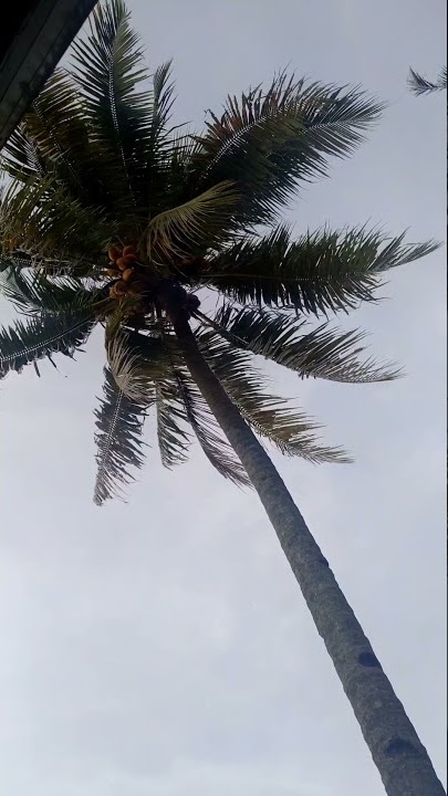 Video mentahan #part4