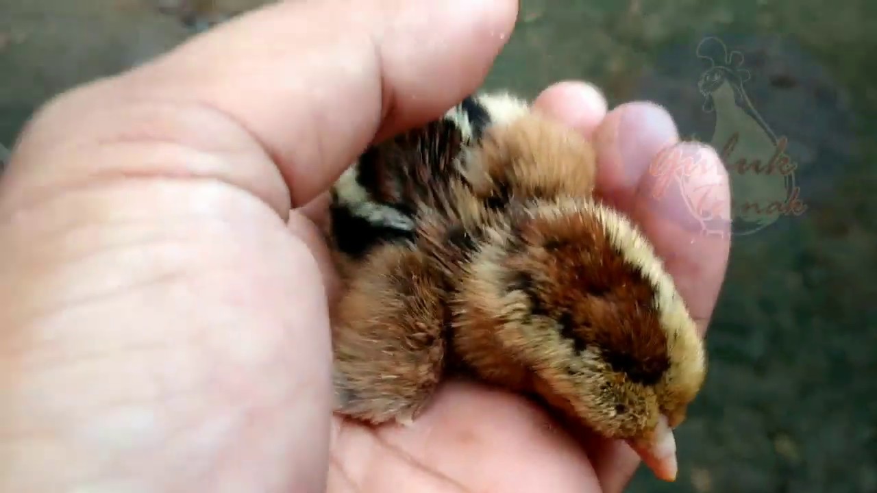 Ternak Ayam Kampung Pemula|Cara Memisahkan Anak Ayam Dengan Induknya