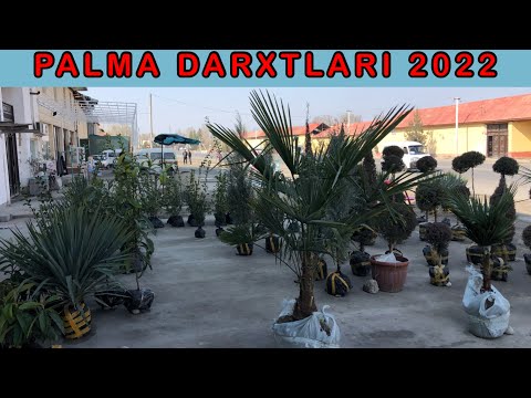 Video: Qanday palma daraxtlari bor?