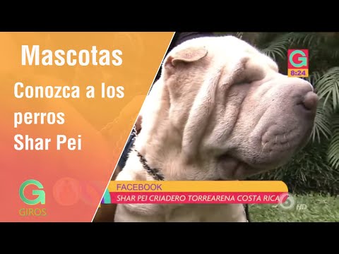 Video: Cómo Nombrar Un Shar Pei