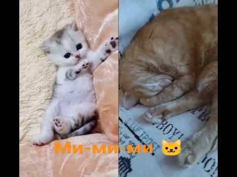 Ми-ми-ми 🐱 #кошки #киса #котэ #котенок #лапочка #малыши #милашка #соня ...
