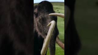 Woolly Mammoth VS Elephant Species