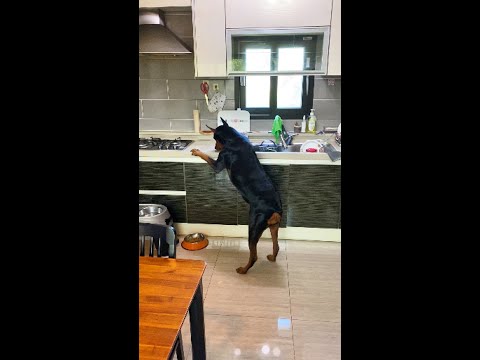 큰 강아지 딴짓할때 심부름 시키기