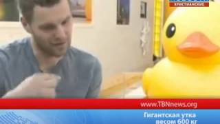 В Гонконге появилась гигантская утка! ТБН - Россия В Гонконге появилась гигантская утка! ТБН - Россия