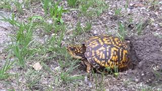 Box Turtle Digging Egg Hole