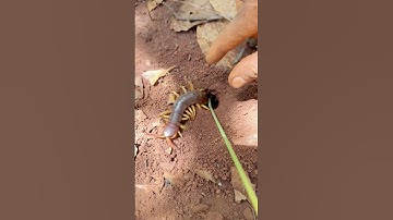 Experiment 2025  - Using 10,000 bullet ants to attack centipede is so cool