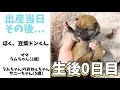 【愛おしい我が子に母性が溢れる 出産後の様子】豆柴さにらむ #46