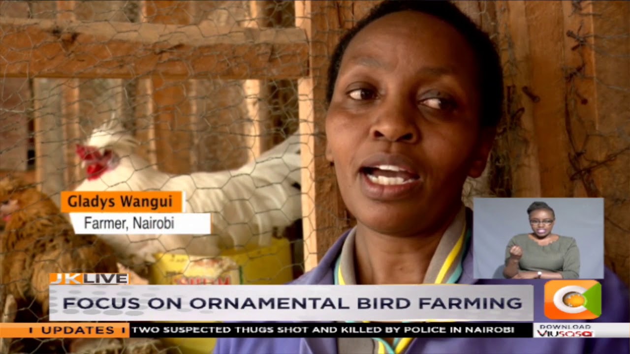 | SMART FARM | Focus on ornamental bird farming | SMART FARM | Focus on ornamental bird farming