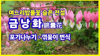 금낭화 錦囊花.포기나누기,꺾꽂이 번식.며느리밥풀꽃 슬픈 전설