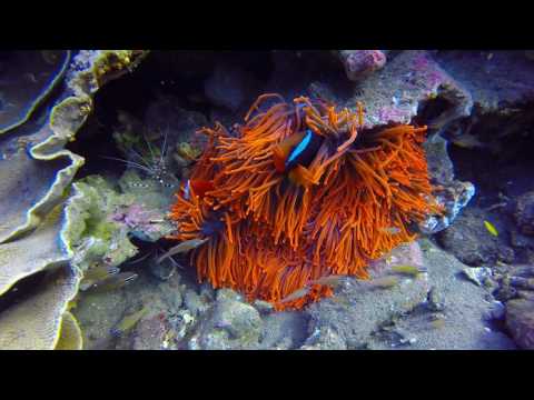 Scuba Diving the Philippines - Katipanan Dive 2, Dumaguete, June 2016