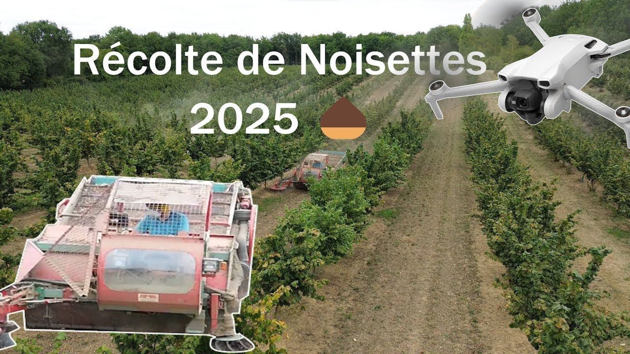 Récolte de Noisettes 2025 🌰 – Première vidéo au drone
