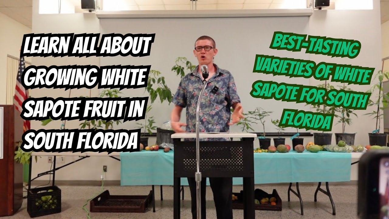 Growing White Sapote in South Florida | Best Varieties & Tips Full Lecture
