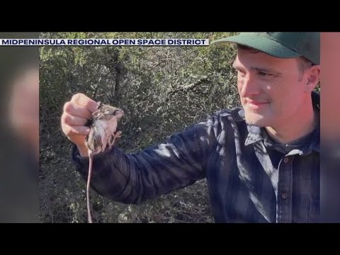 Video: Kāpēc Morro līča ķenguru žurka ir apdraudēta?