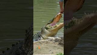 What do alligators fight over?! #shorts #shortsfeed #alligator #crocodile #wildlife
