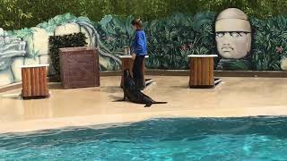 Sea Lion Show L African Safari L Toulouse L France L