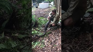 Massive Python  || ViralHog