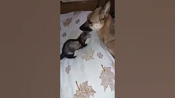 Встреча хорька и собаки