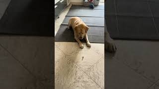 Gohan aspetta con pazienza