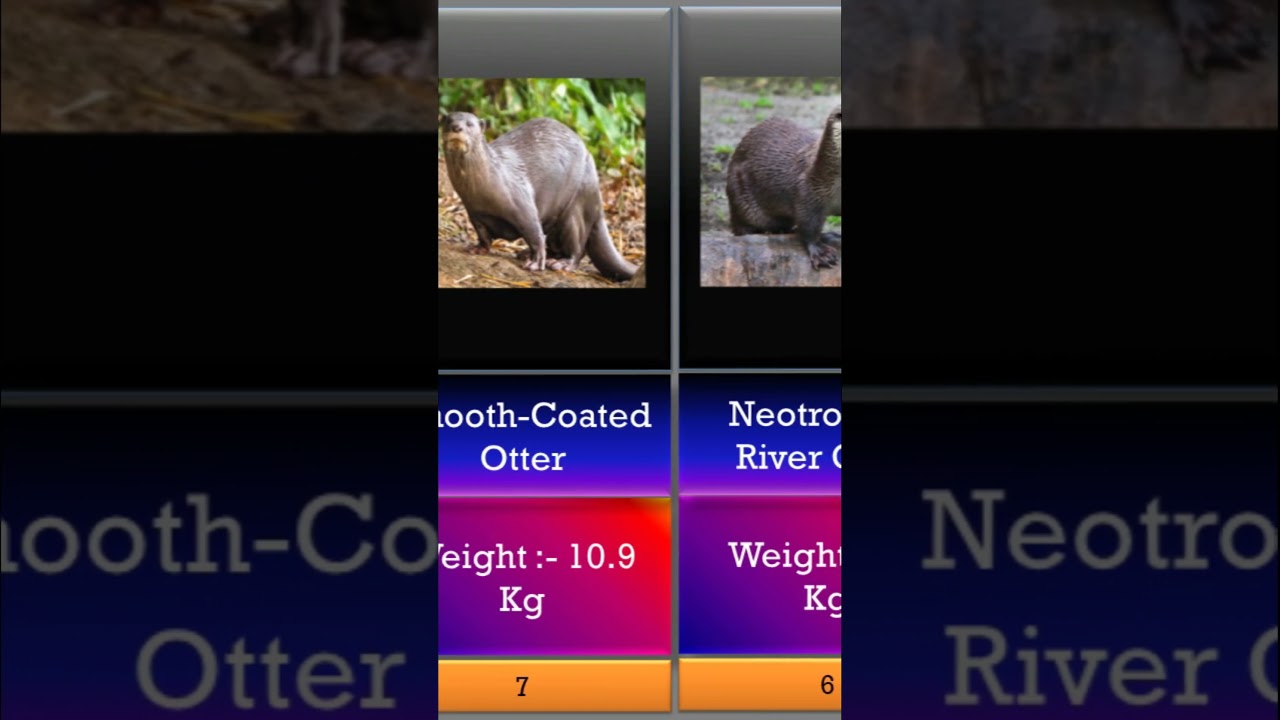 Top 10 Biggest Otters 