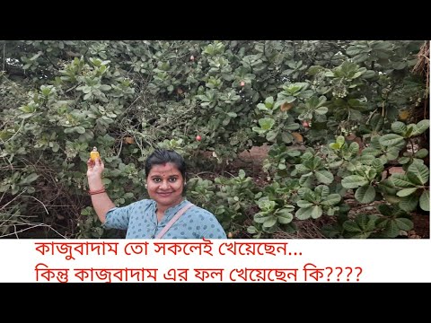 ভিডিও: পান্না কোটা বাদাম সসের সাথে