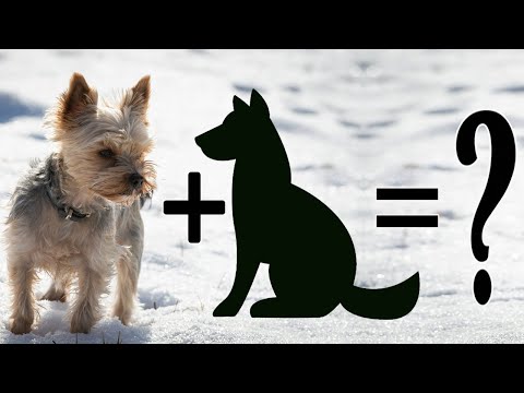 Top 20 Unreal Yorkie terrier mix breeds | Yorkshire Terrier Cross breeds