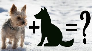 Top 20 Unreal Yorkie terrier mix breeds | Yorkshire Terrier Cross breeds