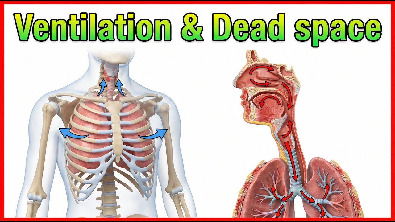 9. Альвеолярная вентиляция 🫁 Минутная вентиляция 🫁 Мертвое пространство 🫁 Легочное кровообращение...