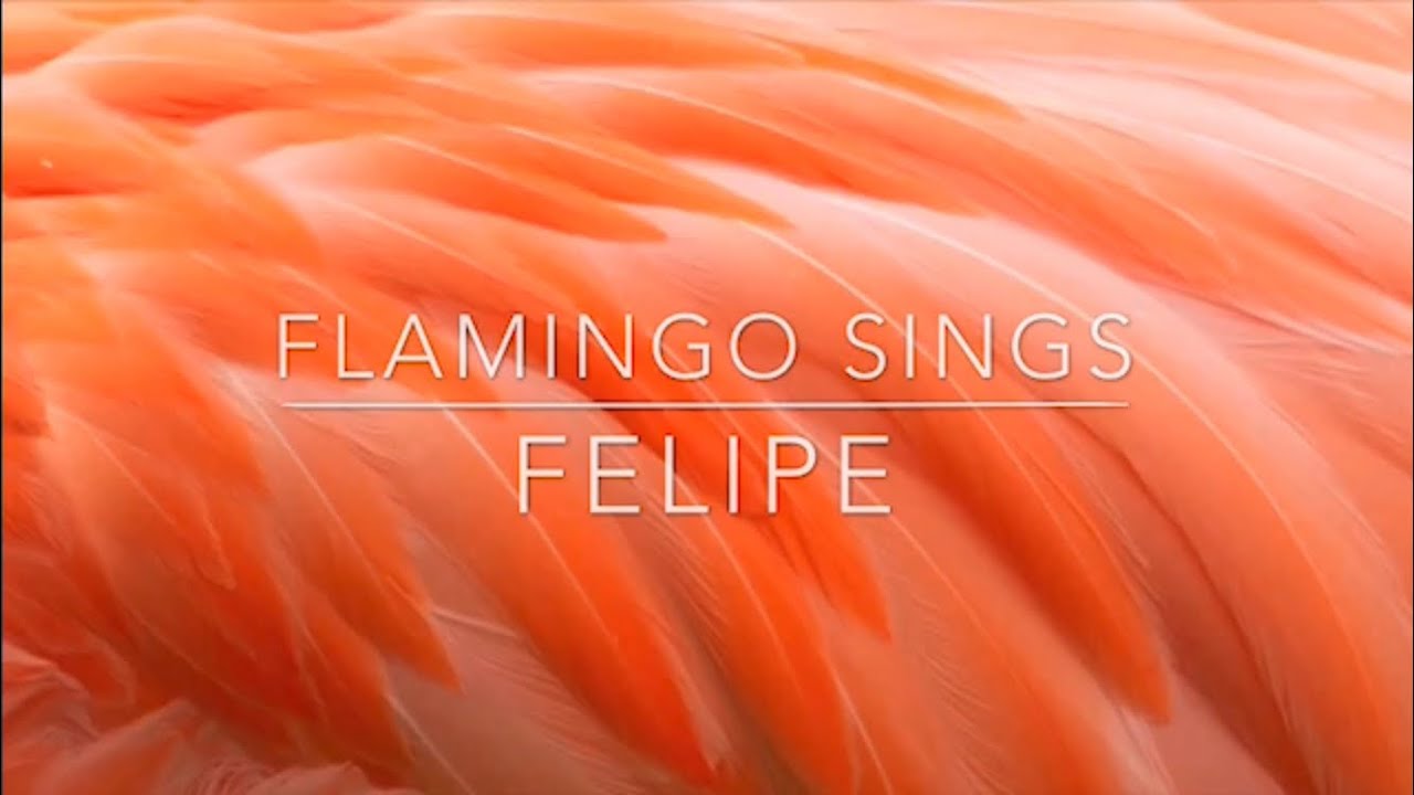 Flamingo Sings Felipe Youtube - felipe roblox id