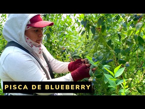 Pisca De Blueberry