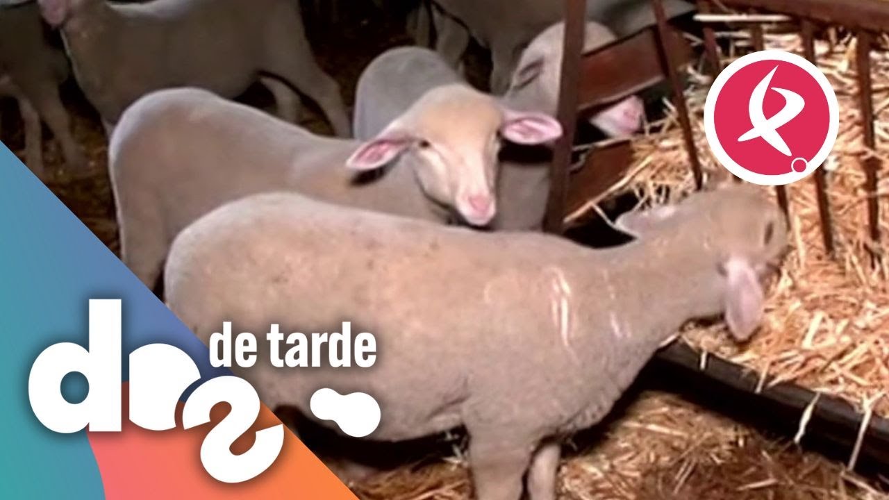 ¿Qué comen los corderos antes de la época de cebo? | Dos de Tarde