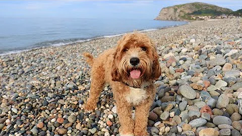 Cute Cavapoo Adventures