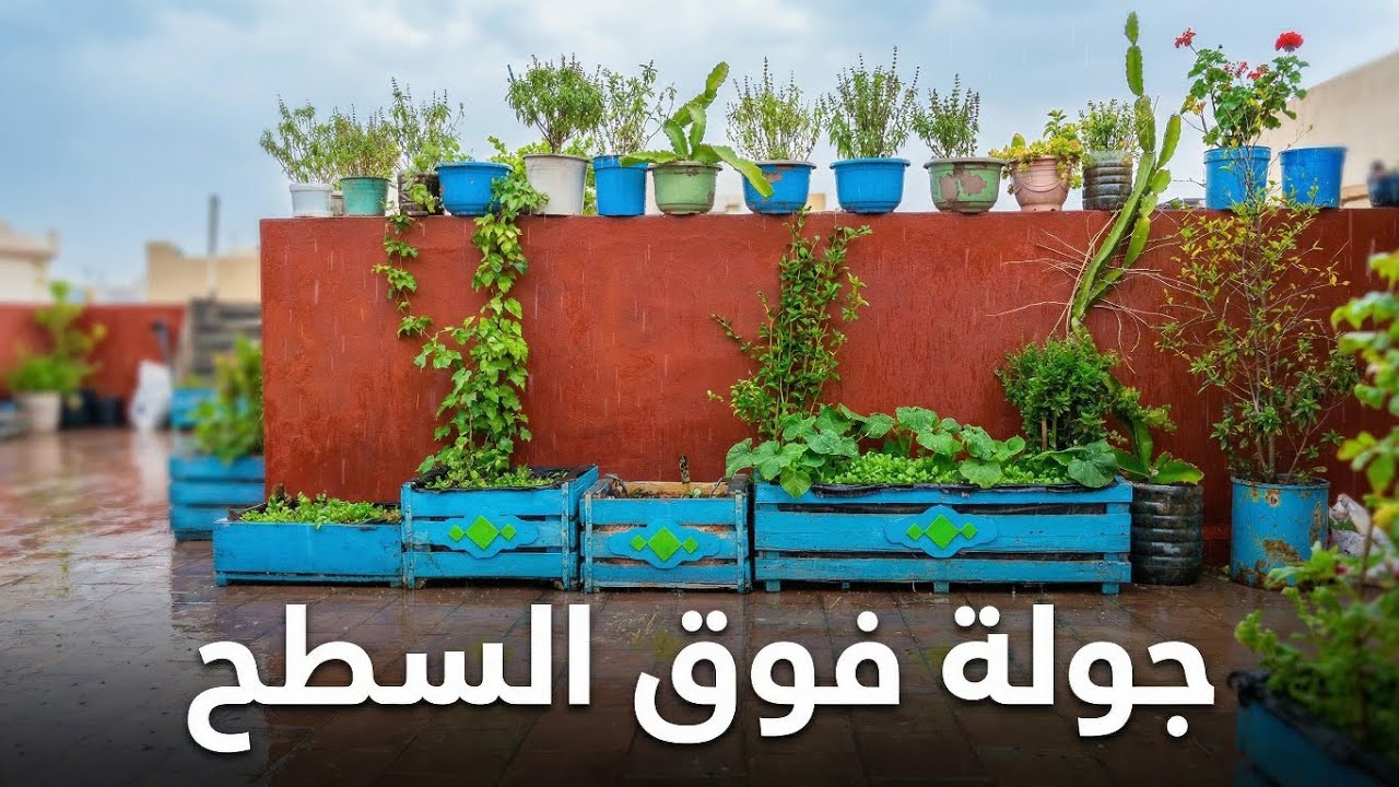 بعد الأمطار… شوفو شنو وقع فوق السطح! 🌧️🌱