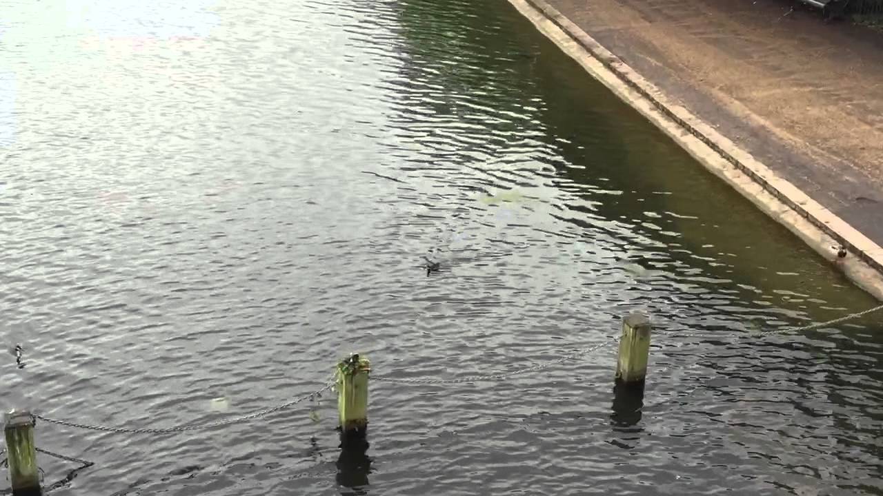 Moorhen nesting co-op