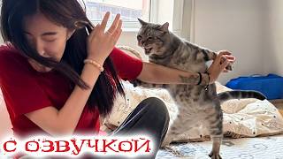 Коты и кошки с озвучкой 😹 Самые смешные приколы с животными до слёз!