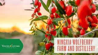 Ningxia Wolfberry Farm and Distillery | Young Living Essential Oils