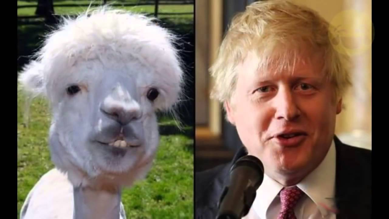 животные похожие на знаменитостей. собаки похожие на людей. артисты похожие на животных. какое животное похоже на человека. животные которые похожи на человека.