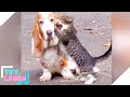 TRY NOT TO LAUGH - Furry BEST FRIENDS! 😂   - Funny Animal Moments | Cute Pets