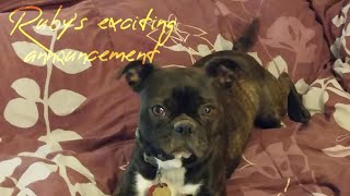 Ruby's new puppies (adopted)