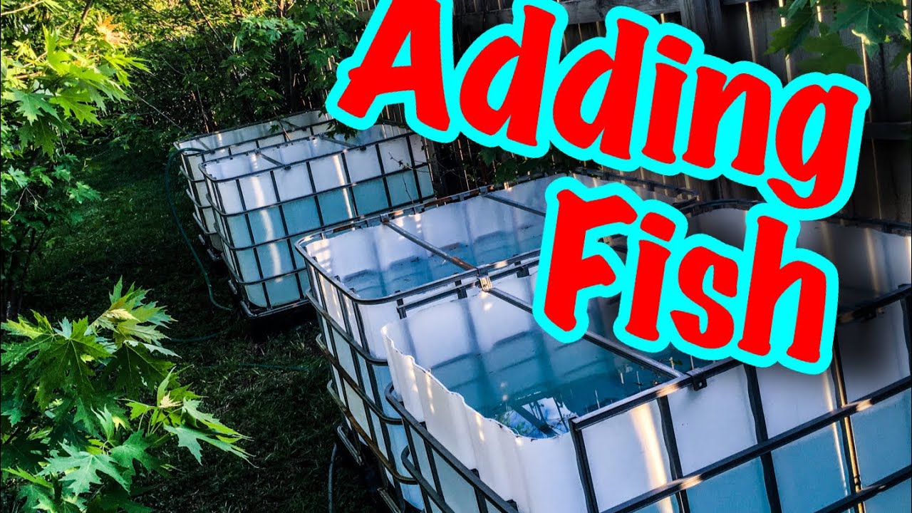 Adding fish to summer tubbing