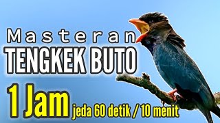 Masteran tengkek buto terbaik suara jernih 2023 full 1jam