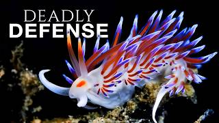 The Most Insane Underwater Defense Mechanisms Ever Seen! @crazycreaturesshow